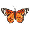 Medium Metal Blue Butterfly Wall Art - Image 2