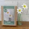 Beaded Flower Craft Kit - Daisy. A Creative Gift Idea.