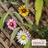 Set of 3 Metal Wall Mounted Daisies - Image 2