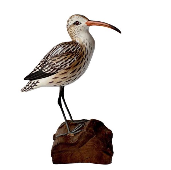 Painted Curlew on a Tree trunk