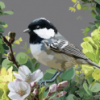 Greeting Cards - British Birds - Image 2